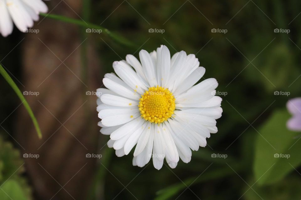 Daisy