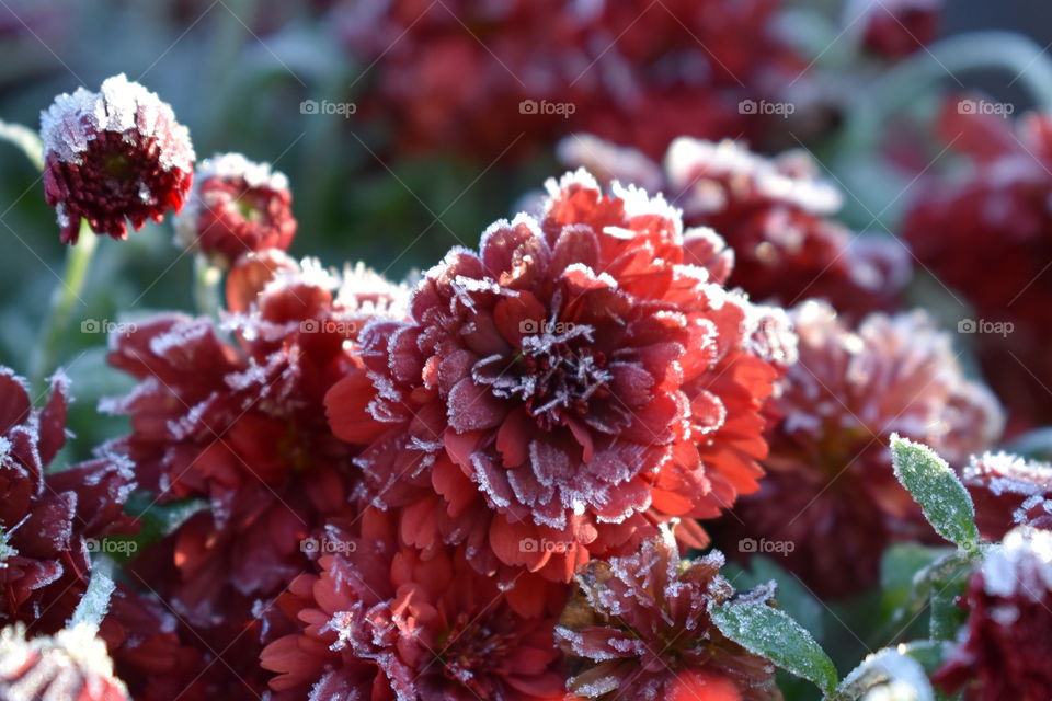 Frosty red mums