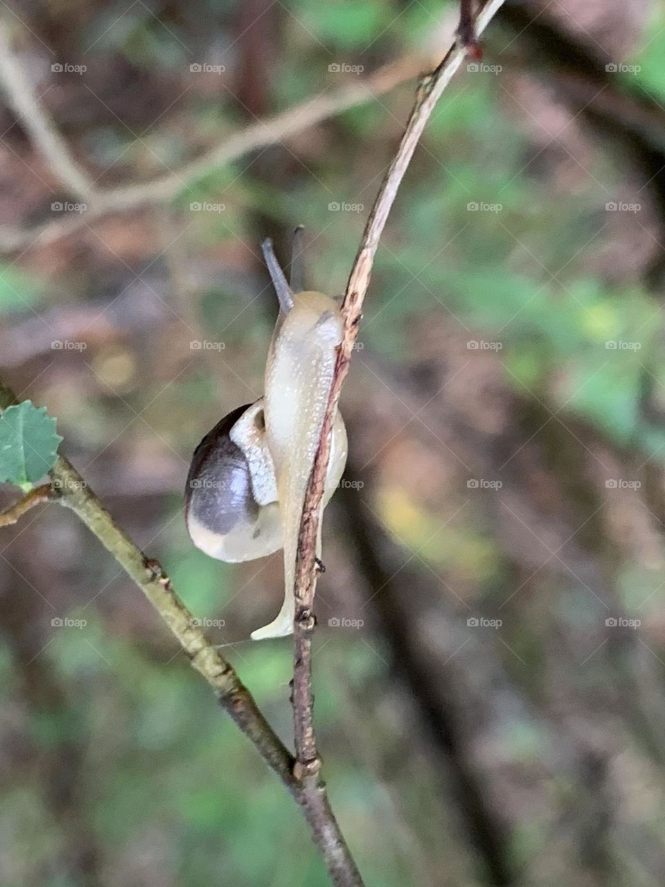 Little snail chugging along on a twig.