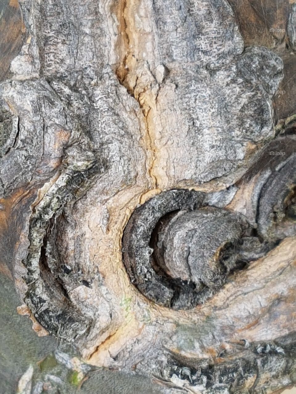 bark. texture