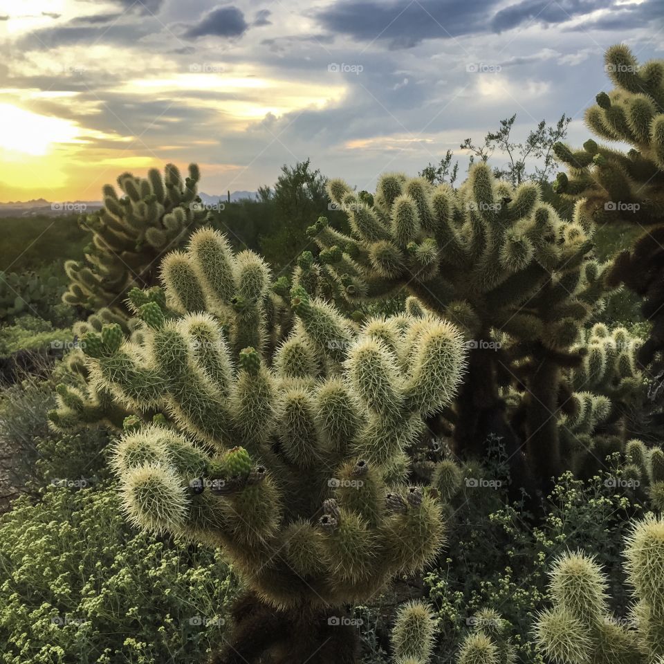 Desert Cactus 