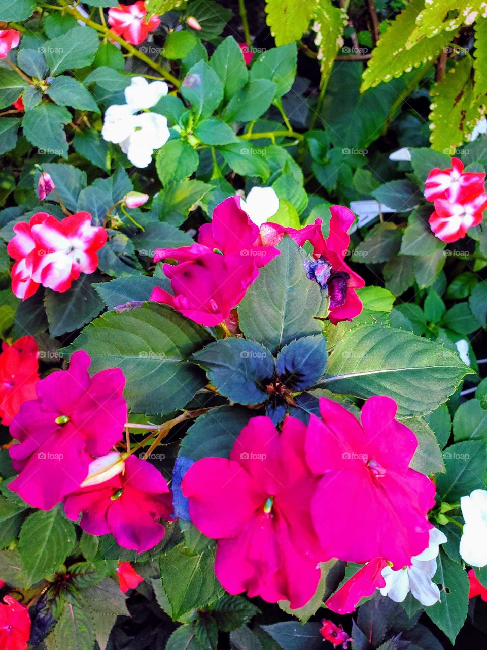 beautiful  multi color playeras