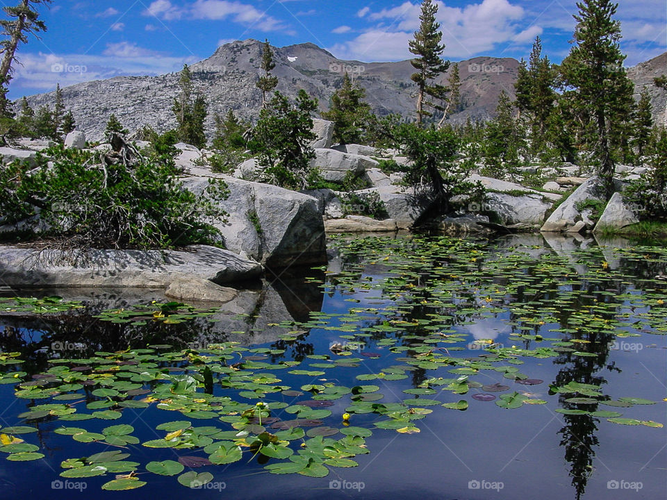 Lilypads on still lake in Desolation Wilderness, California.