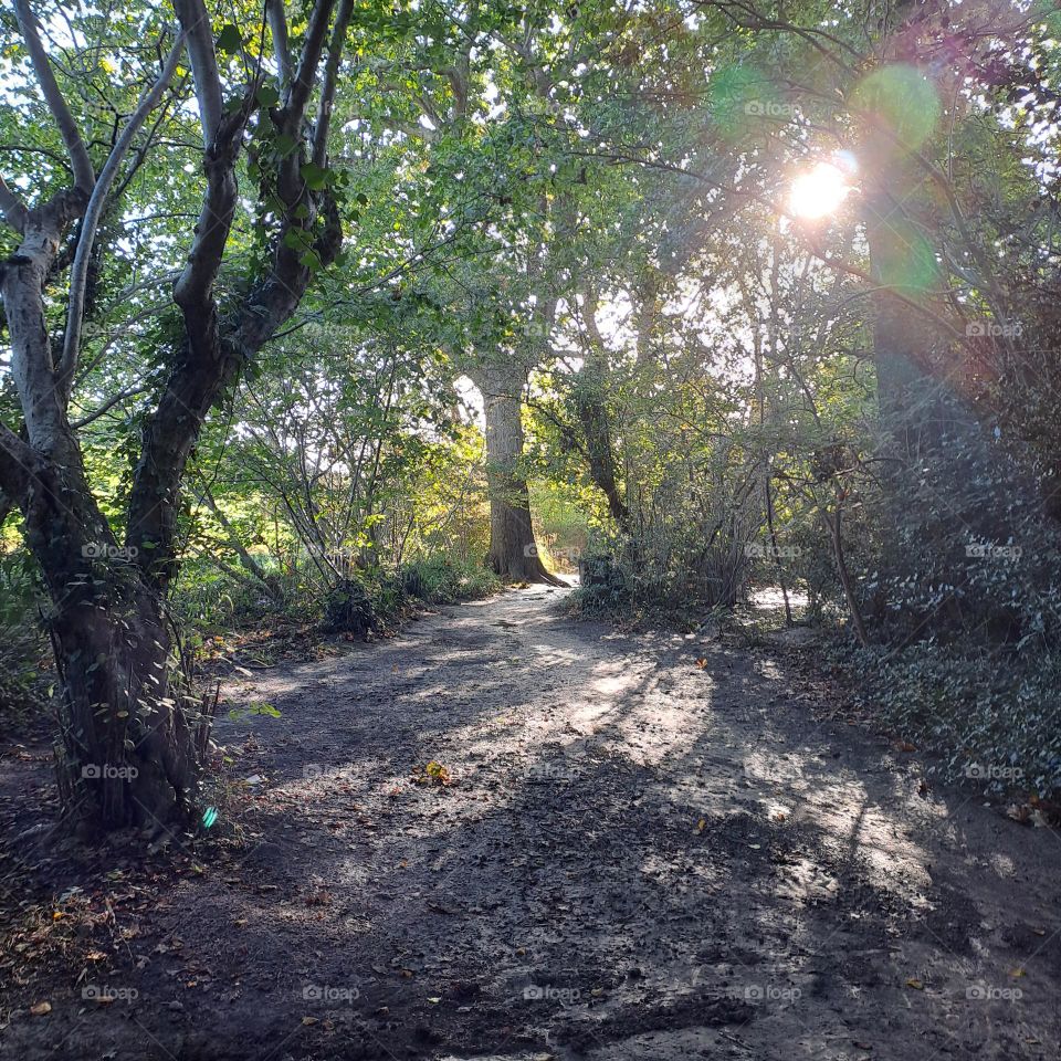 woodland, shadows and dappled sunlight. autumn morning. trees, crisp