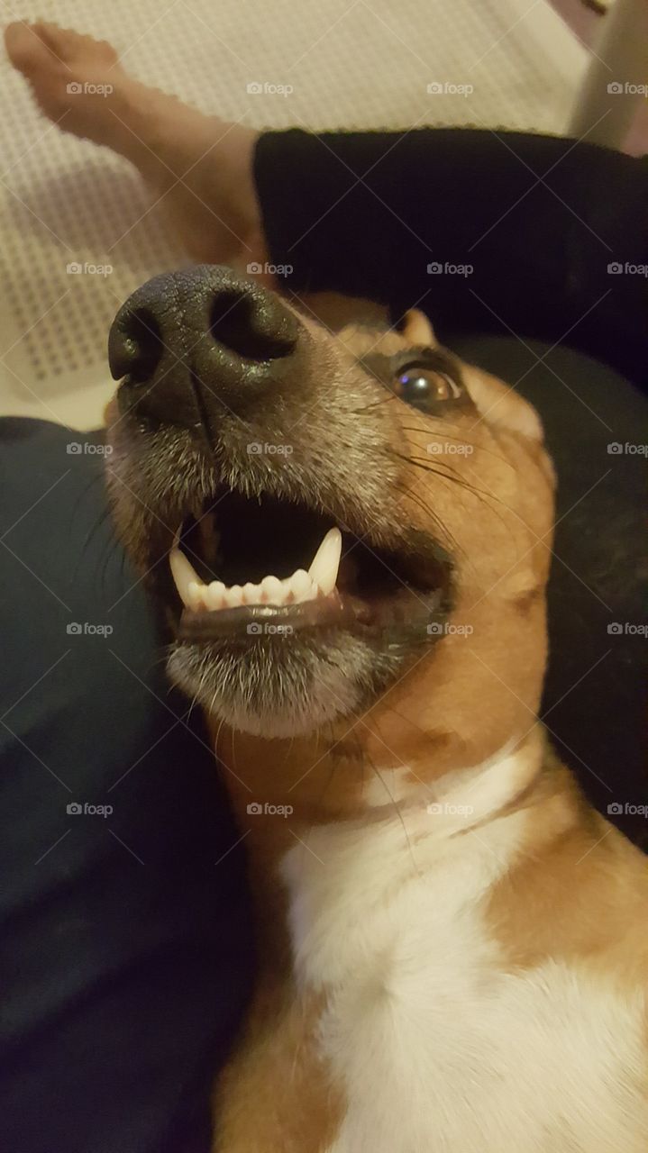 dog