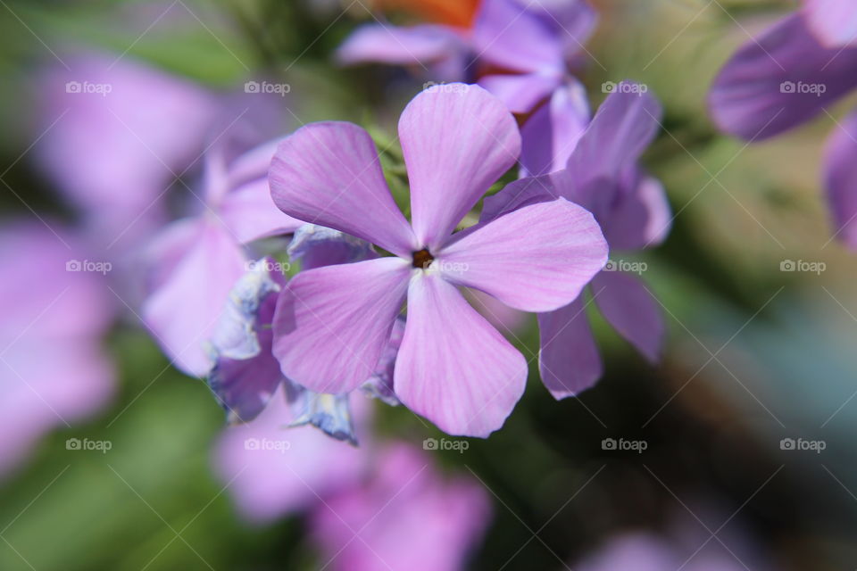 Close-up of purple flower