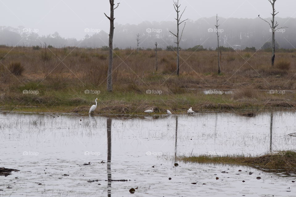 Foggy Morning in the Swamp