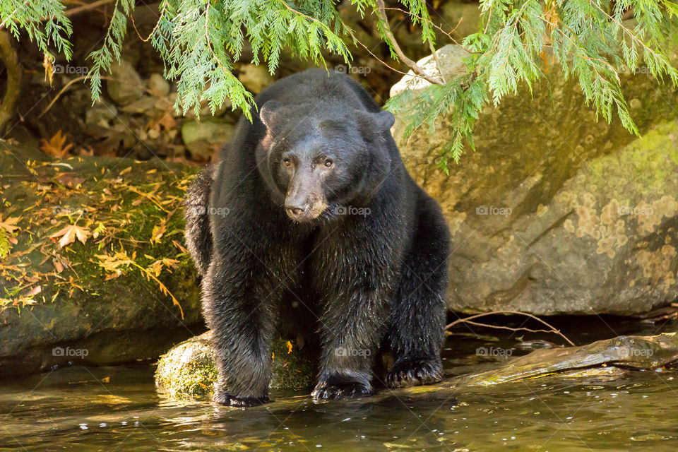 Black Bear