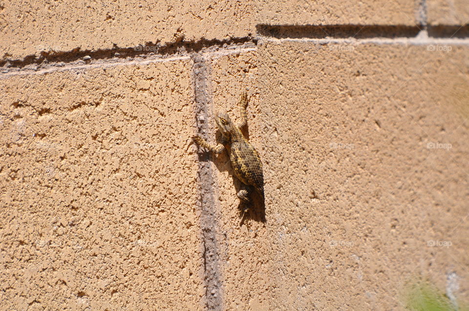 Sunbathing garden lizard