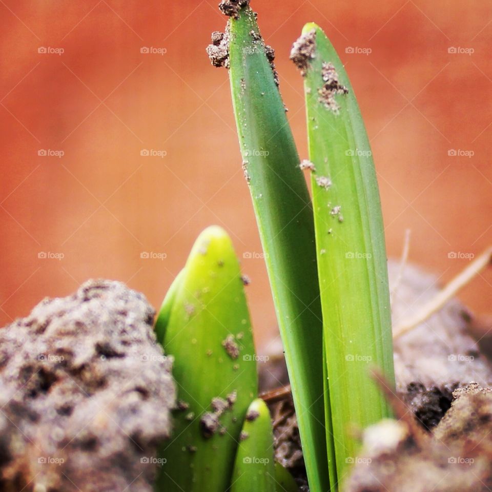 Spring has sprung!. Seedlings sprouting. Spring blooming. 