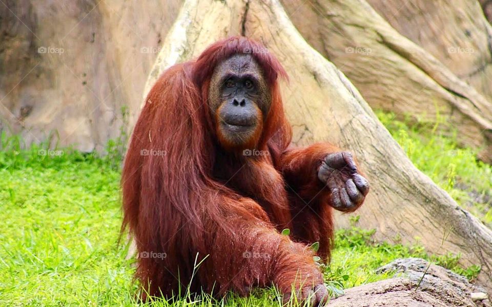 Portrait of a Orangutan sitting on gras