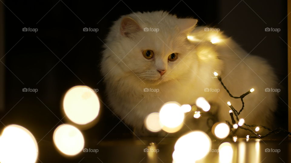 Close-up of white cat