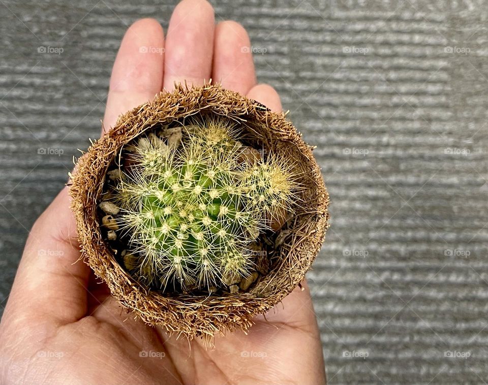 Small plants, small lives on one hand