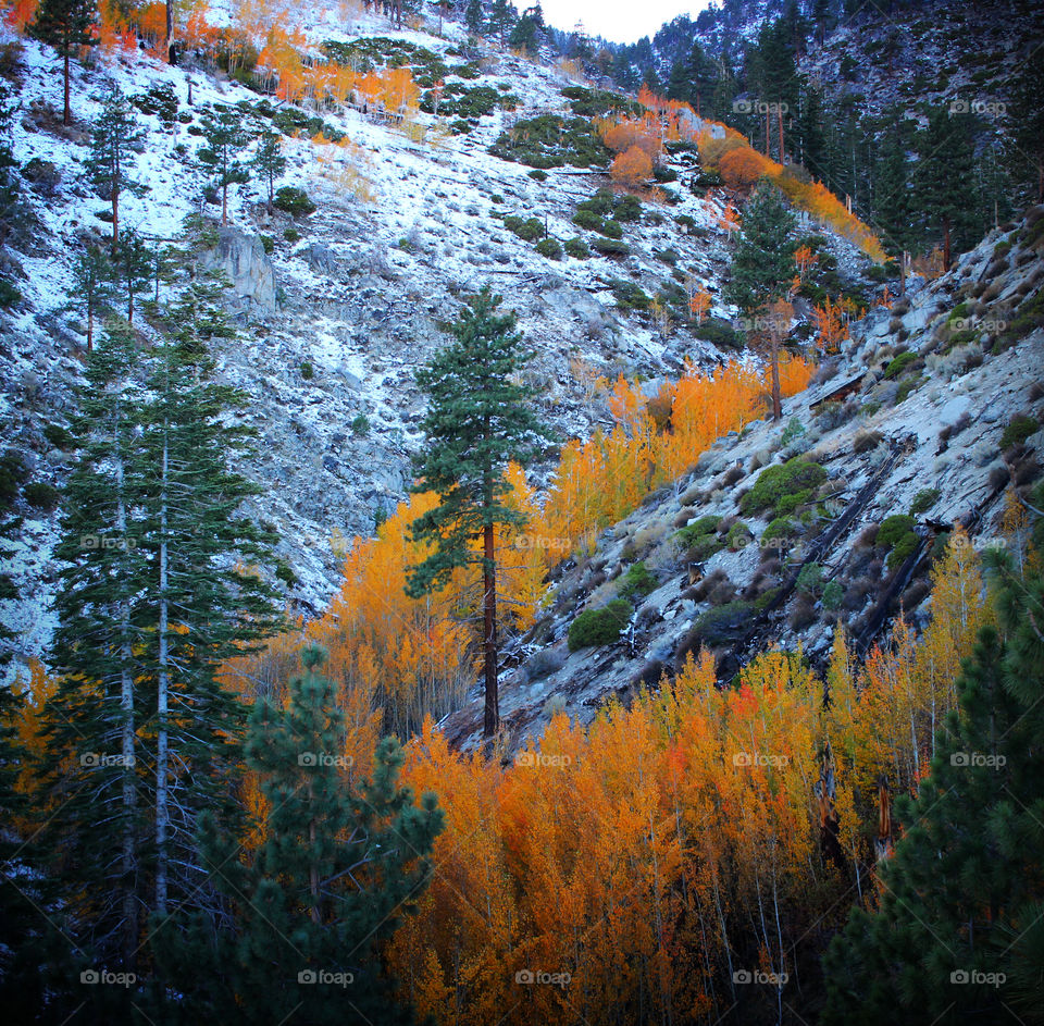 Fall Colors on Aspen Trees