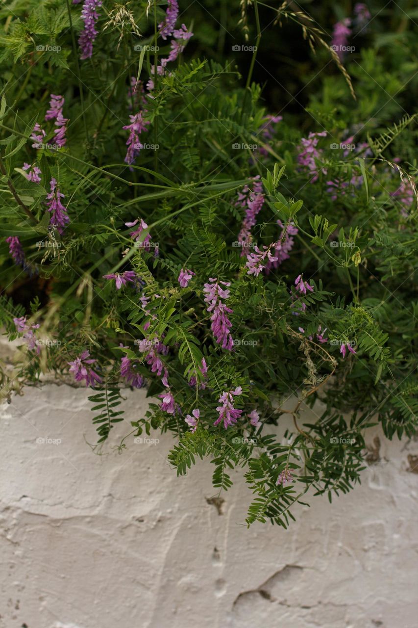 Wild peas in the mountains near the road