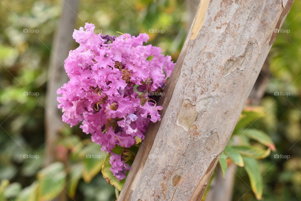 Purple flower and tree