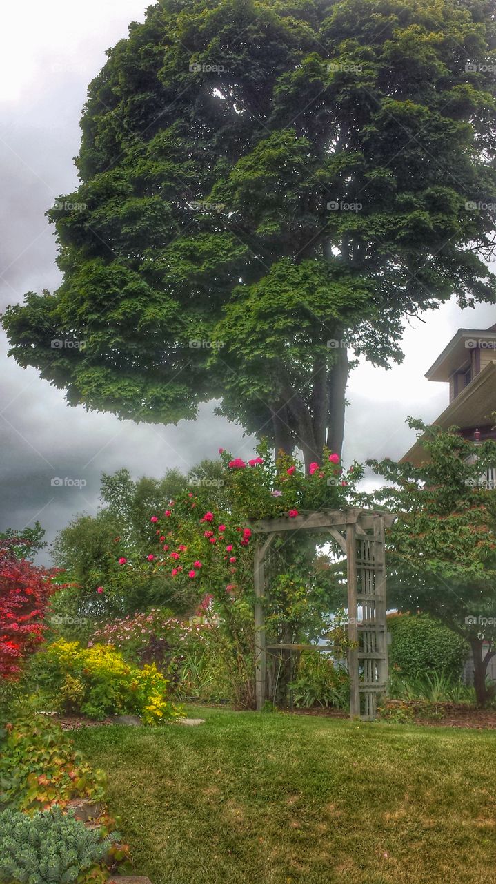 Front Yard in Bloom