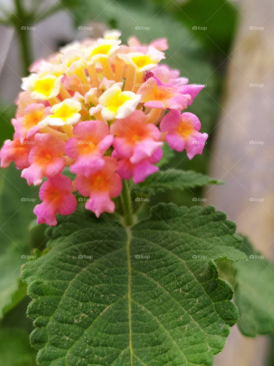 Flower in Flower 🌼🌼 beautiful in looks and best for wallpapers 👍👍 can be used in the nature related purpose