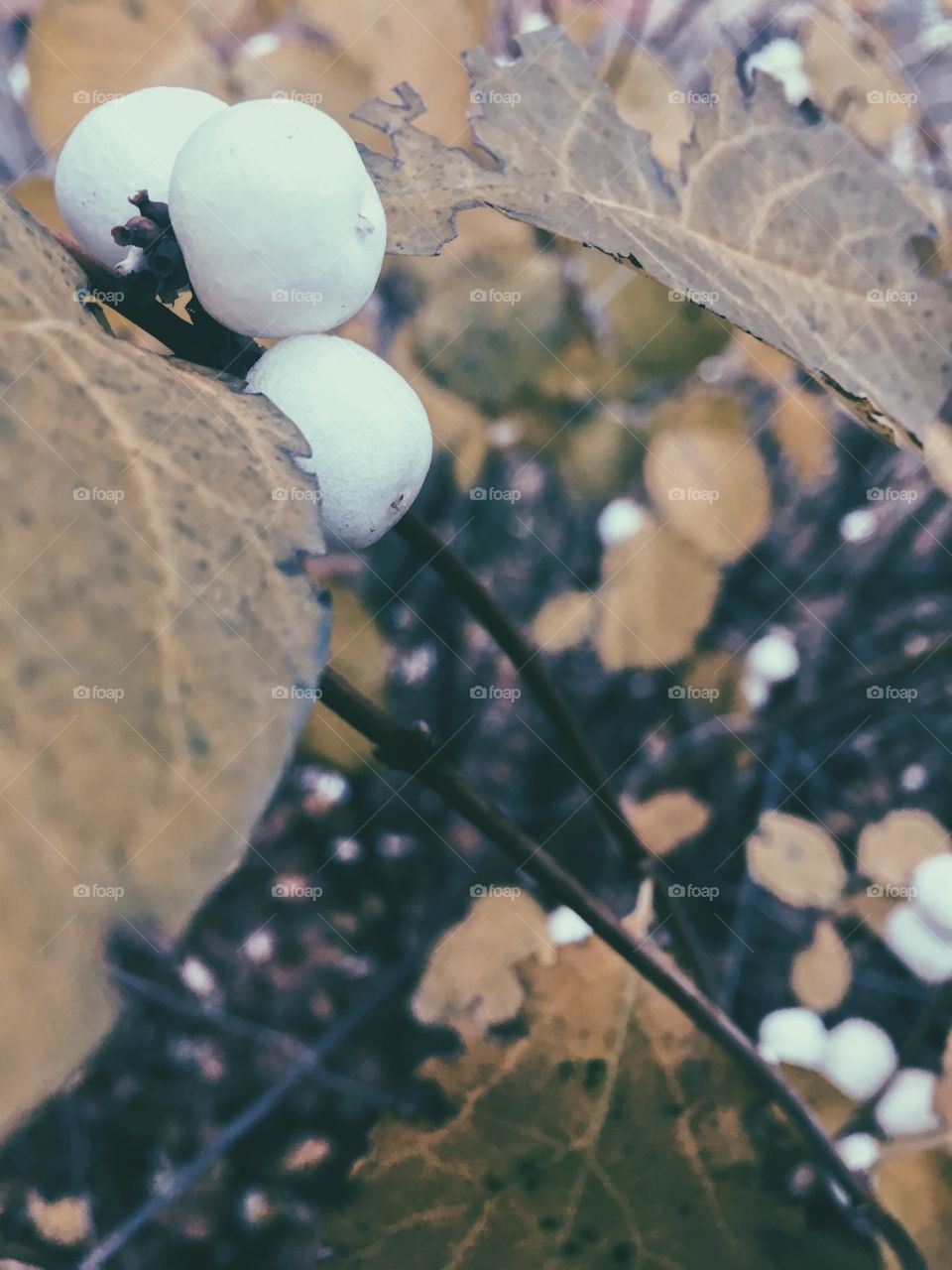 Unknown berries - like tiny snowballs. 