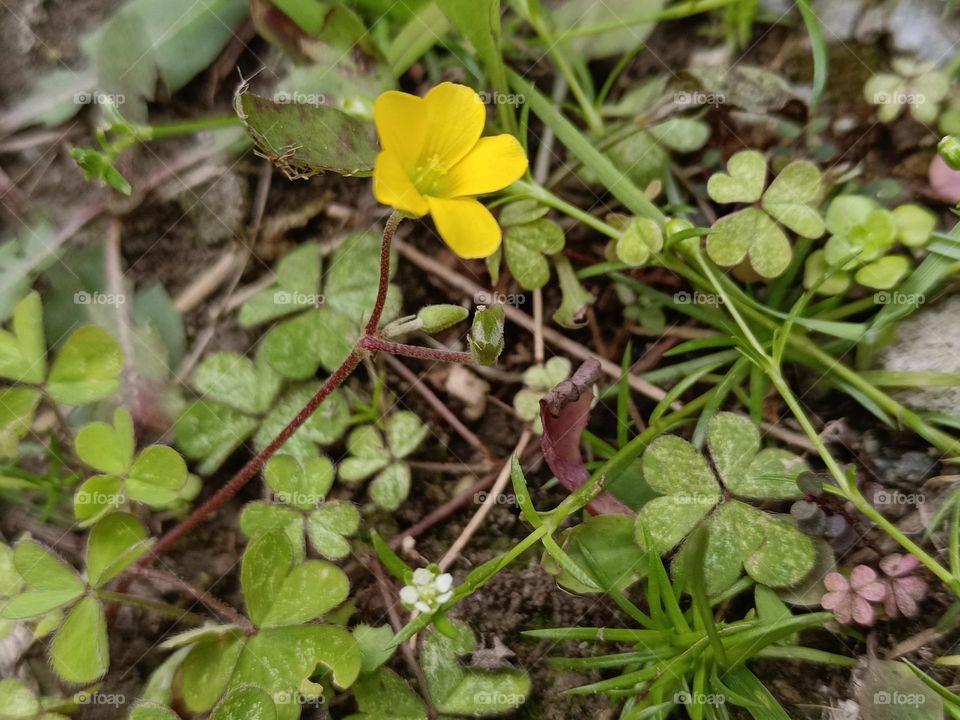 Creeping Oxalis