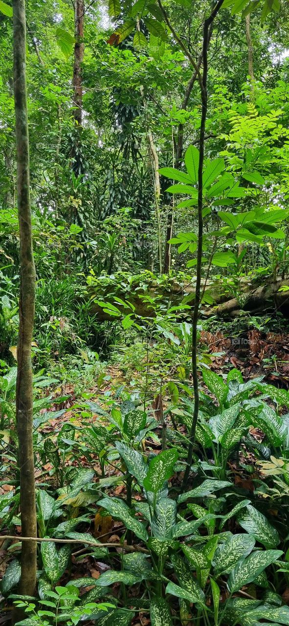 Bukit Timah Nature Reserve