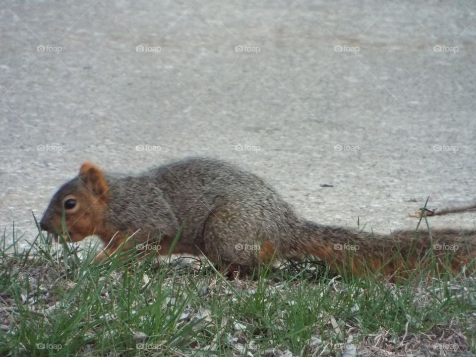 Squirrel 