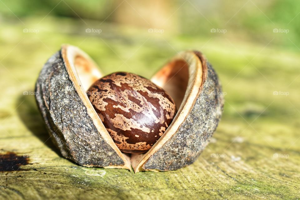 Rubber seed with seed cot