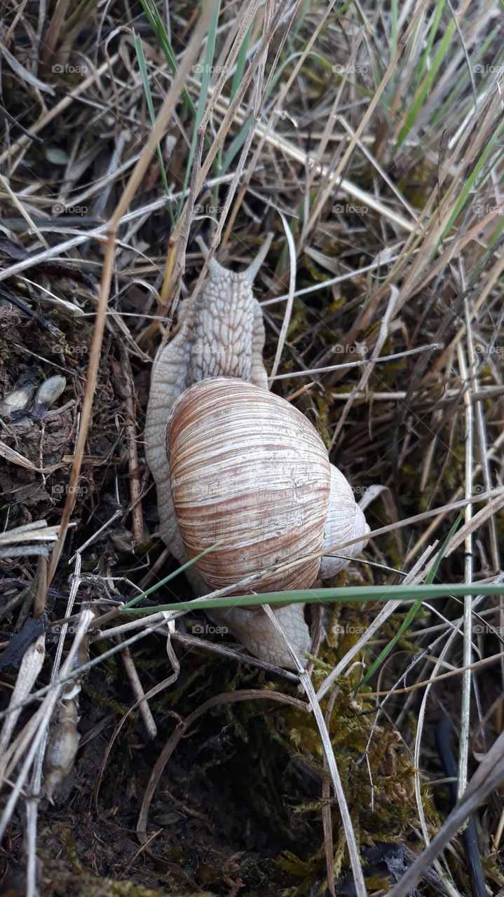 Schnecke
