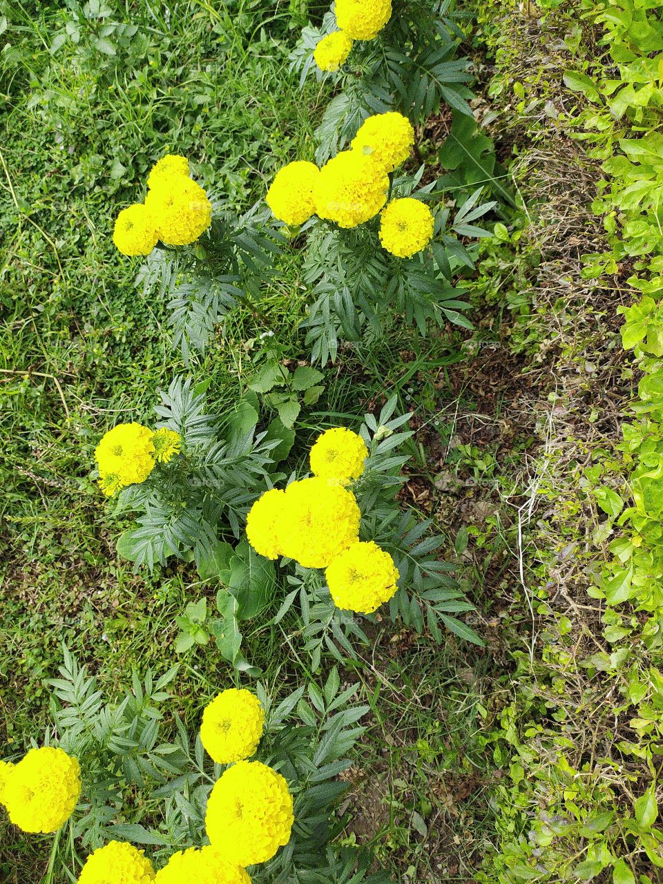 Marigolds shining with yellow glow in bright sunshine of mid October; a treat to watch