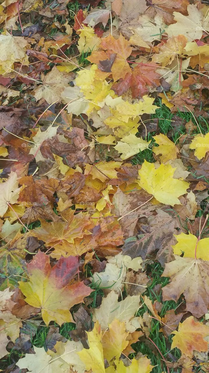 Fall, Leaf, Maple, Season, Flora