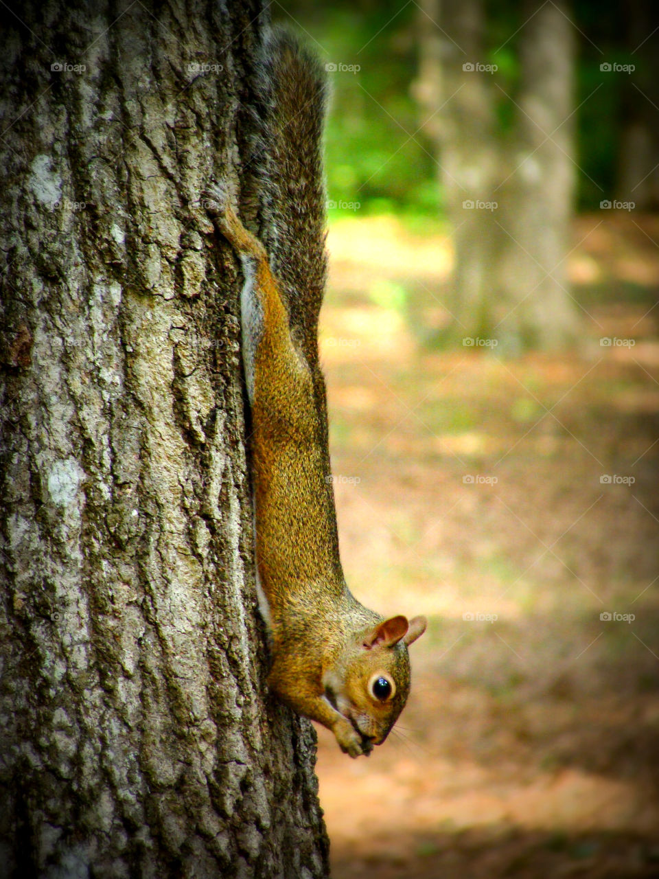 A squirrel pauses for a nibble while climbing down a tree trunk.