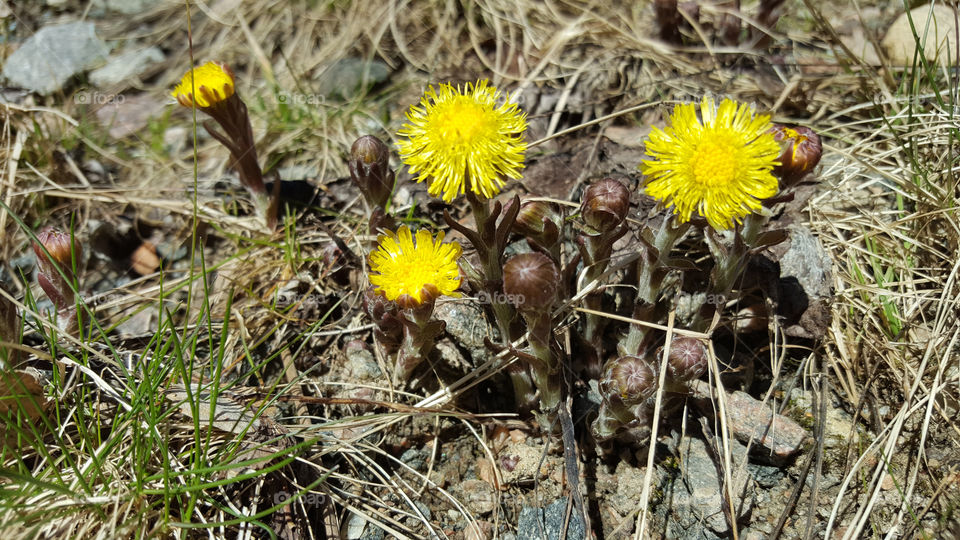 Yellow wildflower in bloom
