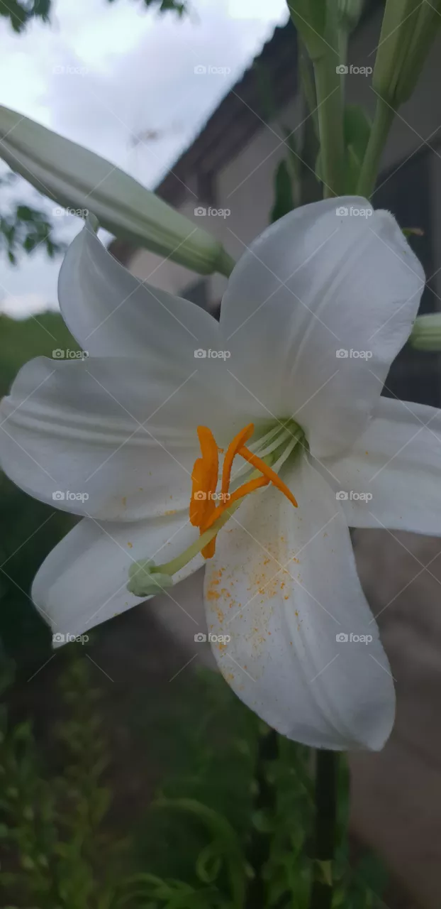 🌼