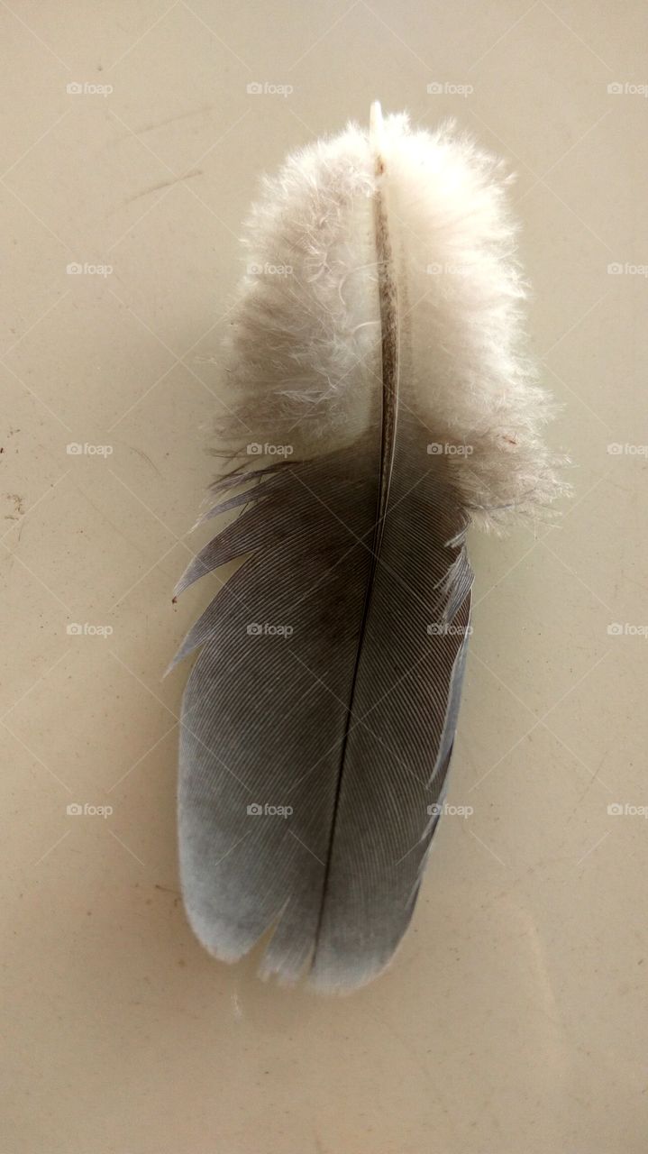 Black and white Feather