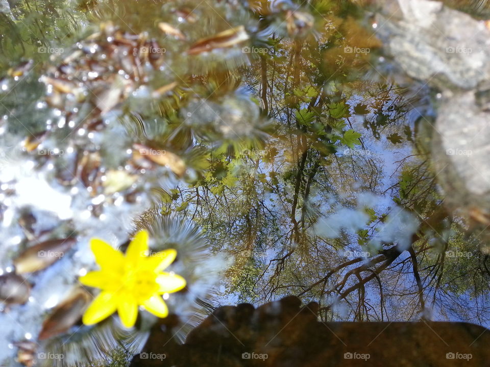 Spring in the forest