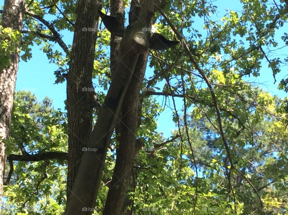 Giraffe in East Texas