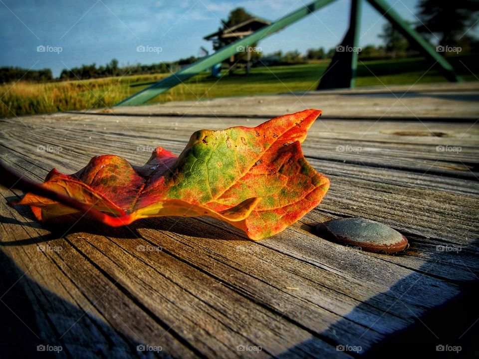 Leaf on bridge 
