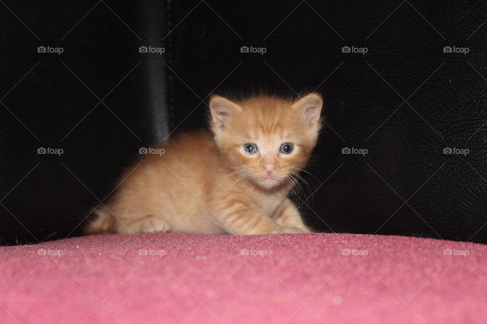 yellow kitten look at camera