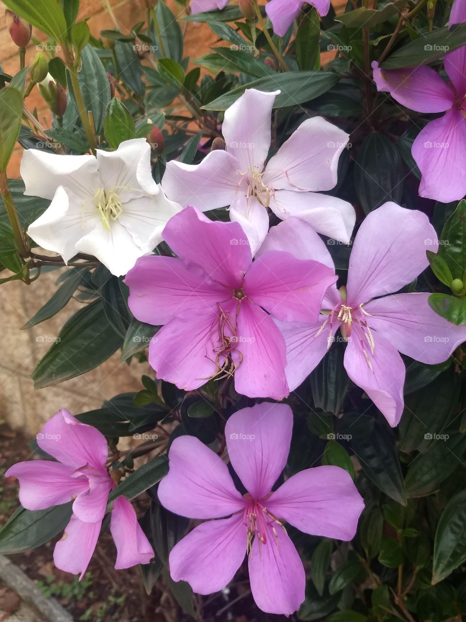 pink and white Flowers