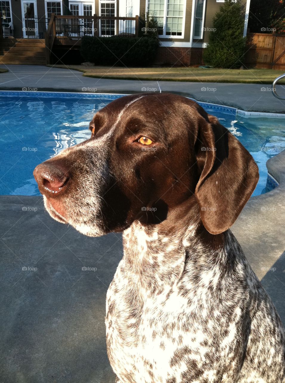 German shorthair pointer