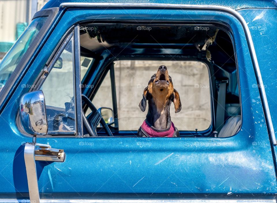 Wiener dog howling from a truck window 