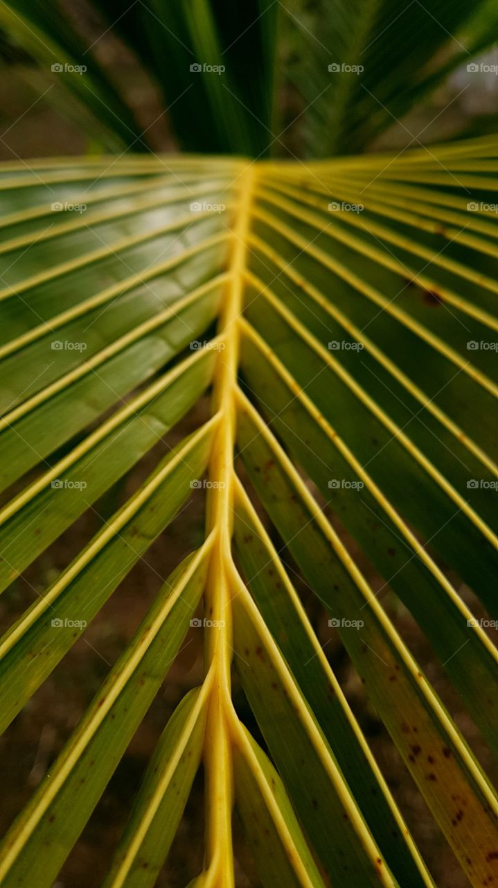 A palm leaf, big and green