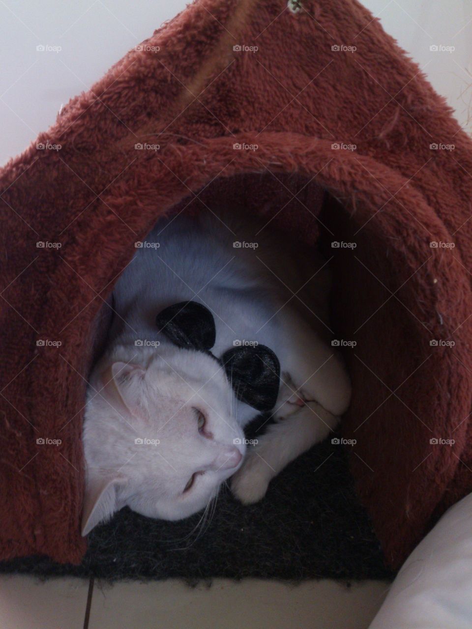 Good dreams! 😊 😼😻😺