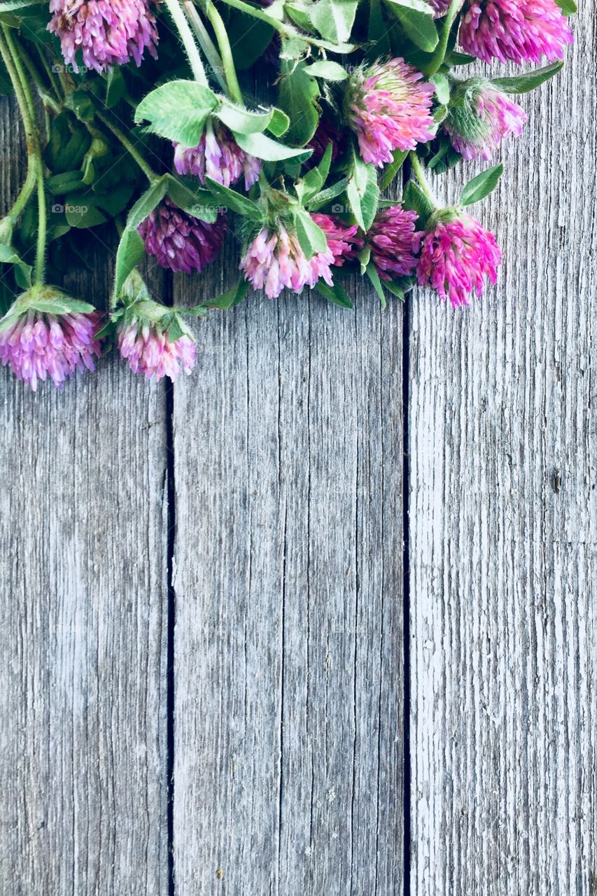 Closeup flat lay of red clover on a weathered wooden surface 