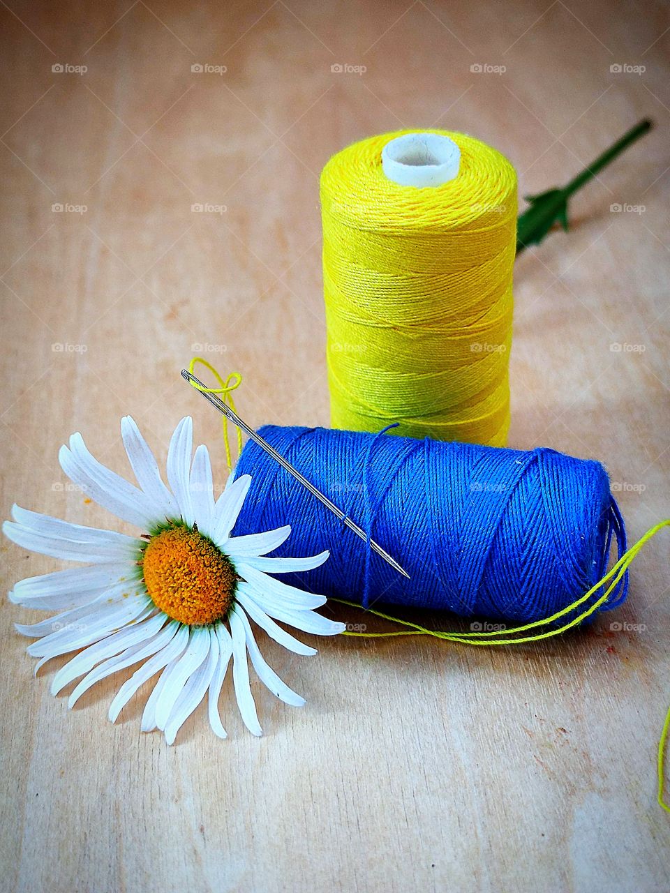 A spool with dark blue thread through which a metal needle with a yellow thread is threaded.  Spool with yellow thread.  chamomile