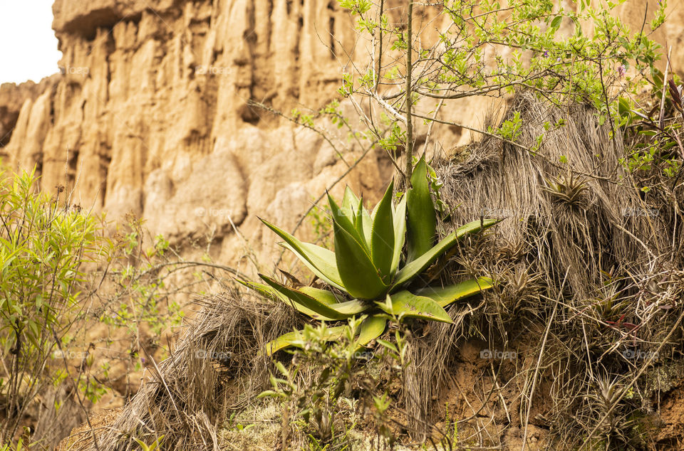 A plant in desert 