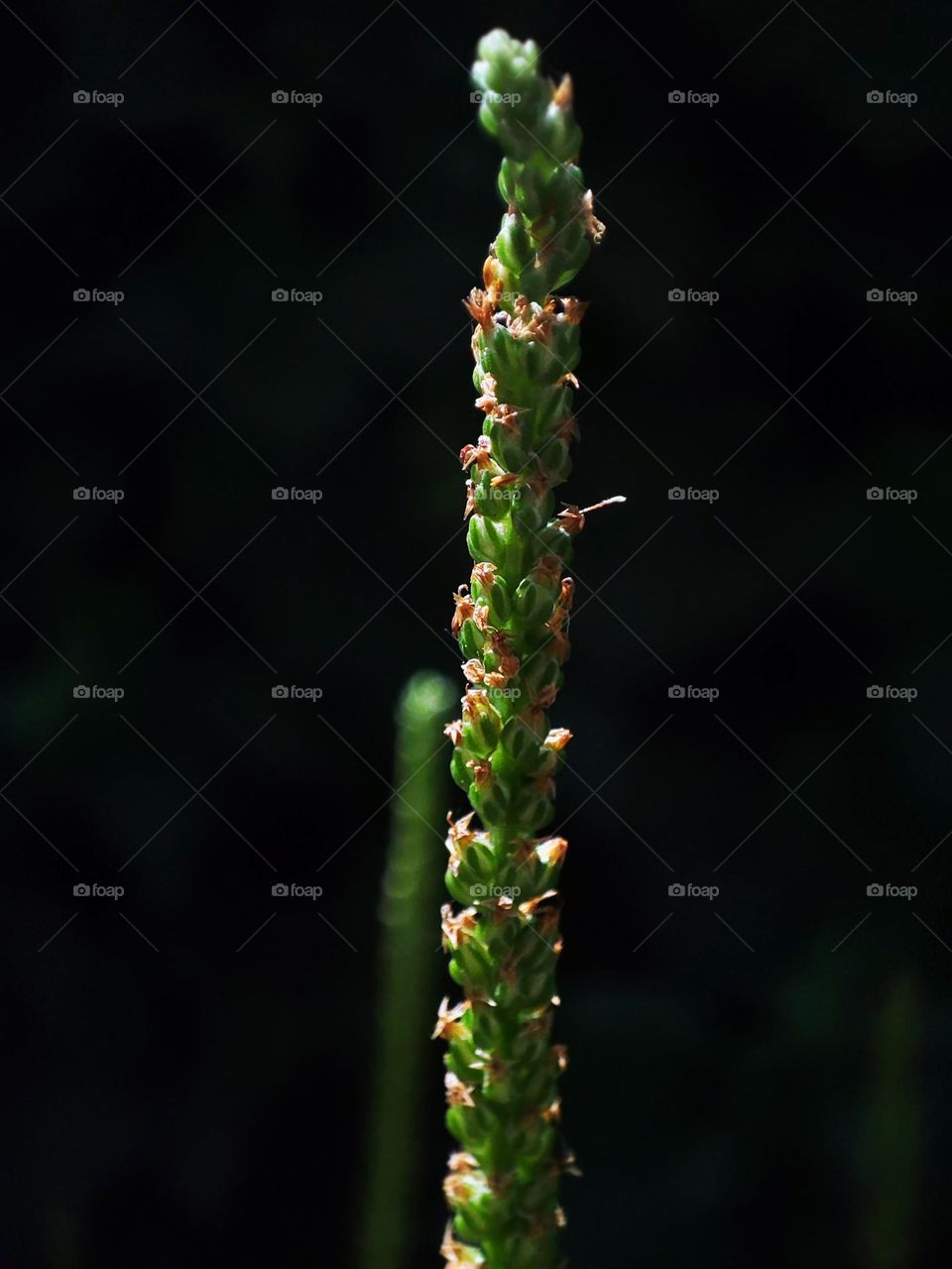 Macro photo of summer plants