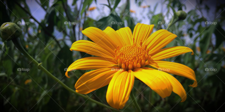 Tree marigold. Tree marigold, Mexican tournesol, Japanese sunflower