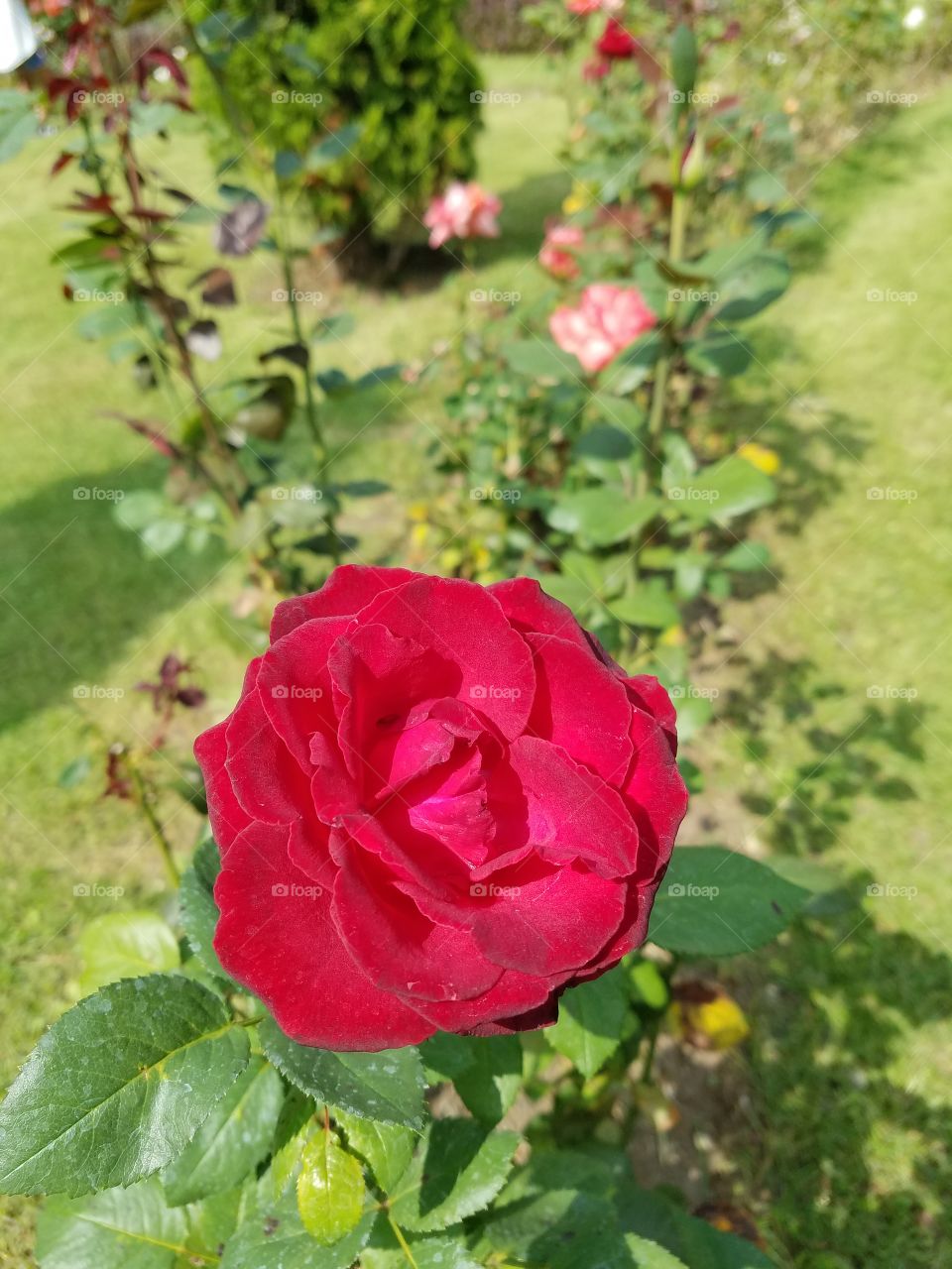 rose bush inside of the dikman vadesi park in Ankara Turkey