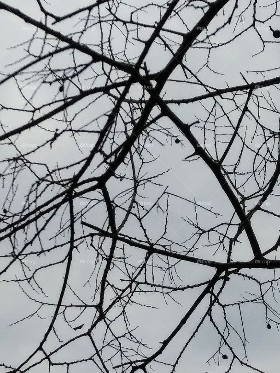 tree branches